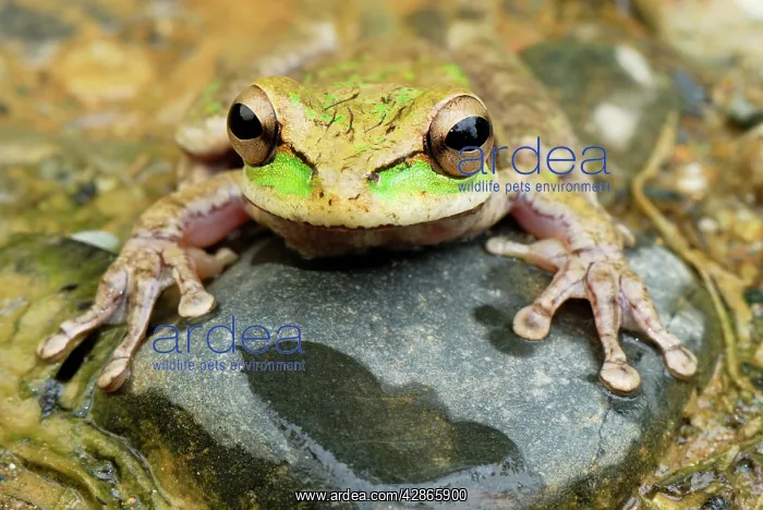 : Vaillant's Frog : Vaillant's Frog