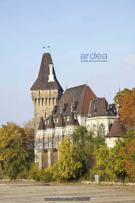  : Vajdahunyad Castle in Budapest during fall