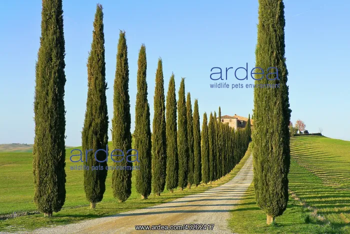 : Val d'Orcia, Siena Province, Siena, Tuscany : Val d'Orcia, Siena Province, Siena, Tuscany