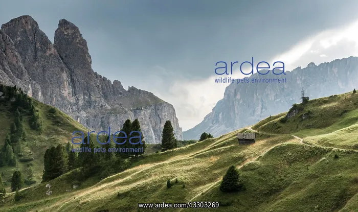 : Val Gardena Pass, Passo Gardena, 2121m, at the back : Val Gardena Pass, Passo Gardena, 2121m, at the back