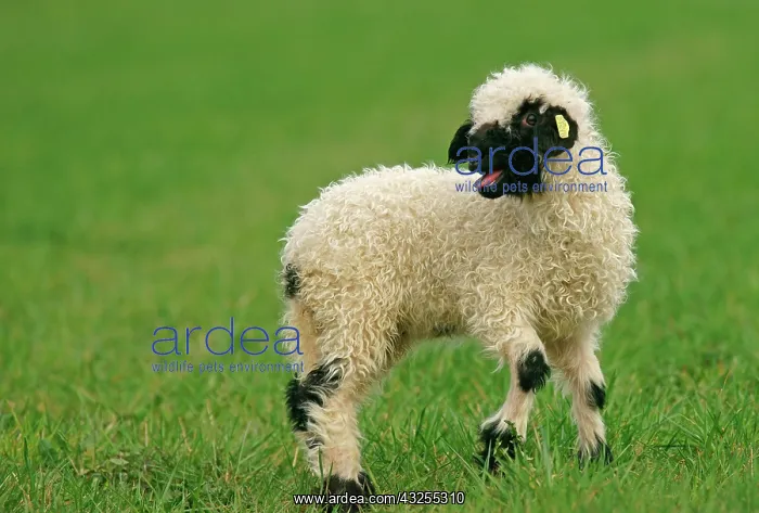 : Valais Blacknose sheep (Ovis orientalis aries) : Valais Blacknose sheep (Ovis orientalis aries)