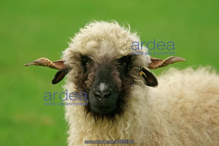 : Valais Blacknose sheep (Ovis orientalis aries) : Valais Blacknose sheep (Ovis orientalis aries)