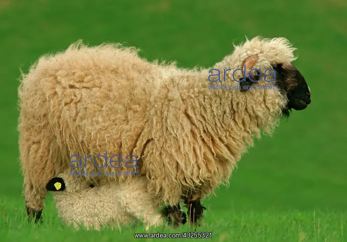 : Valais Blacknose sheep (Ovis orientalis aries) : Valais Blacknose sheep (Ovis orientalis aries)