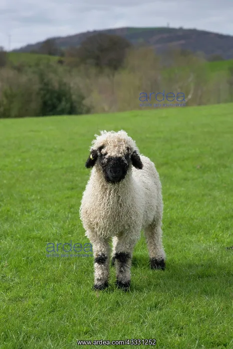 : Valais Blacknose Sheep, purebred, domestic, ungulates : Valais Blacknose Sheep, purebred, domestic, ungulates