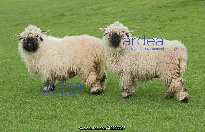 : Valais Blacknose Sheep, purebred, domestic animals : Valais Blacknose Sheep, purebred, domestic animals