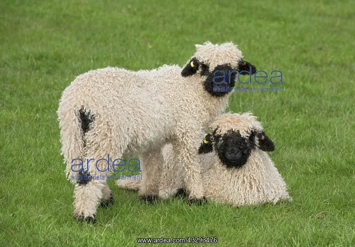: Valais Blacknose Sheep, purebred, domestic animals : Valais Blacknose Sheep, purebred, domestic animals