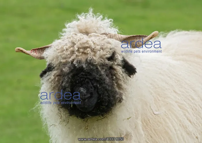 : Valais Blacknose Sheep, purebred, domestic animals : Valais Blacknose Sheep, purebred, domestic animals