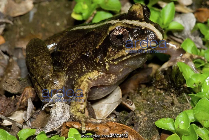 : Valdivia Ground Frog : Valdivia Ground Frog