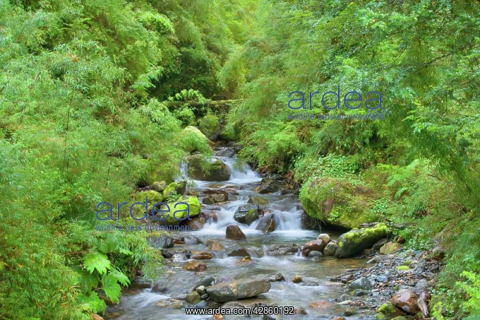 : Valdivian Rainforest - creek with moss-covered : Valdivian Rainforest - creek with moss-covered