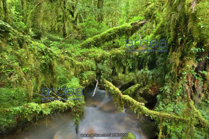 : Valdivian Rainforest - creek with moss-covered : Valdivian Rainforest - creek with moss-covered