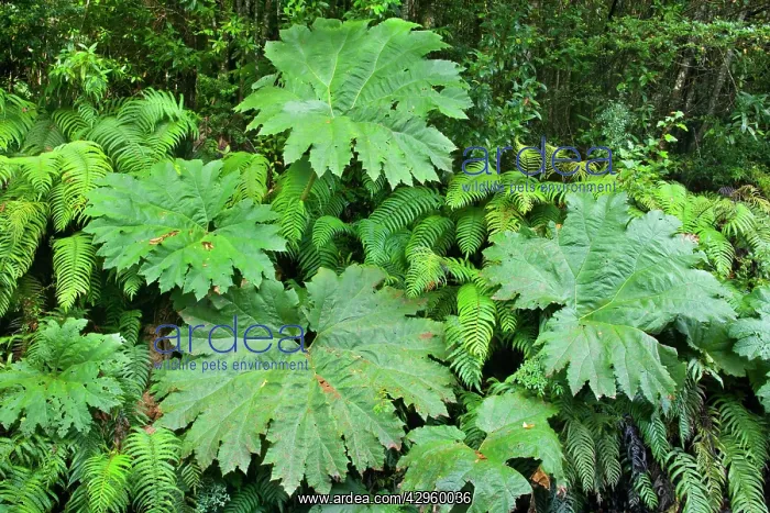 : Valdivian Rainforest - dense roadside vegetation : Valdivian Rainforest - dense roadside vegetation
