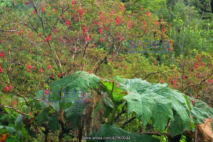 : Valdivian Rainforest - dense roadside vegetation : Valdivian Rainforest - dense roadside vegetation