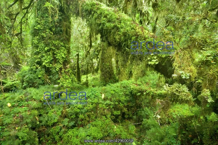 : Valdivian Rainforest - lush and moss-covered Valdivian : Valdivian Rainforest - lush and moss-covered Valdivian