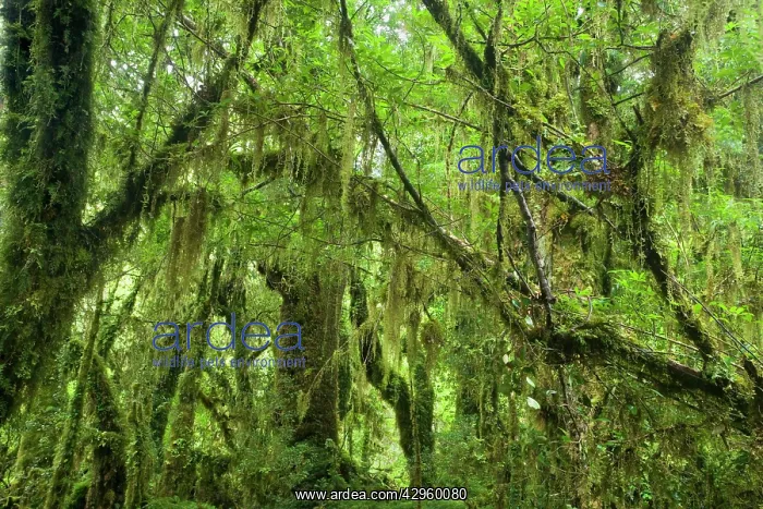 : Valdivian Rainforest - lush and moss-covered Valdivian : Valdivian Rainforest - lush and moss-covered Valdivian