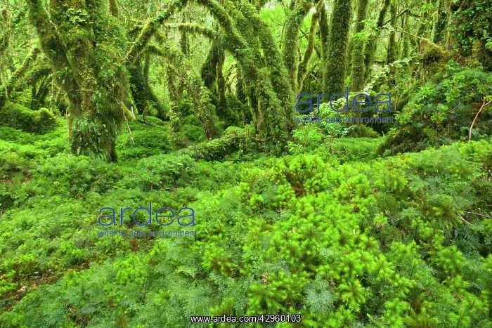 : Valdivian Rainforest - lush and moss-covered Valdivian : Valdivian Rainforest - lush and moss-covered Valdivian