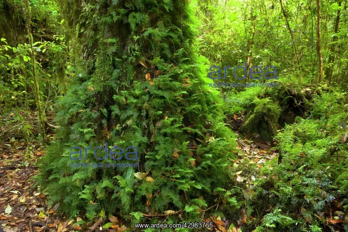 : Valdivian Rainforest - lush temperate rainforest : Valdivian Rainforest - lush temperate rainforest