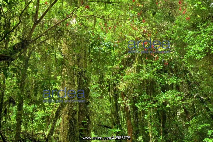 : Valdivian Rainforest - lush temperate rainforest : Valdivian Rainforest - lush temperate rainforest