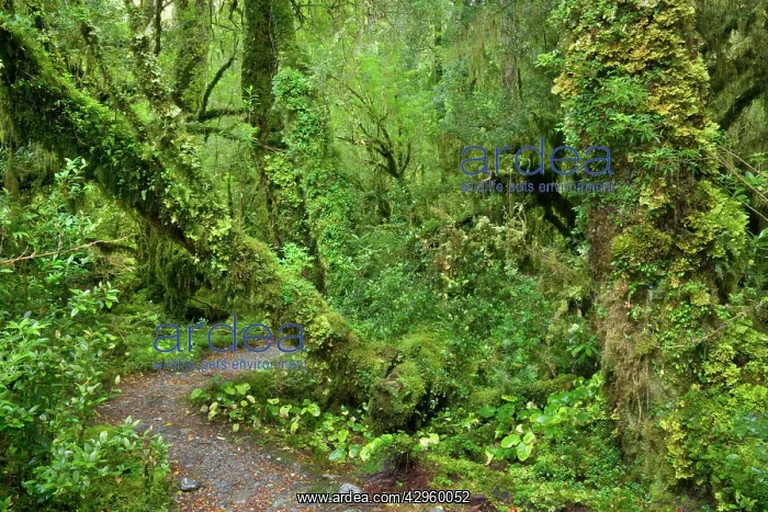: Valdivian Rainforest - a small foot path leading : Valdivian Rainforest - a small foot path leading
