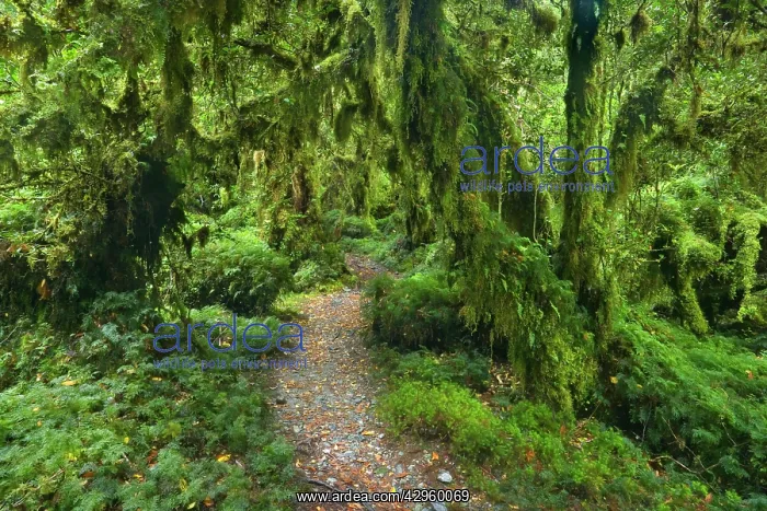 : Valdivian Rainforest - a small foot path leading : Valdivian Rainforest - a small foot path leading