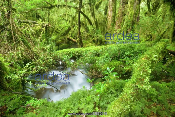 : Valdivian Temperate Rainforest - creek with moss-covered : Valdivian Temperate Rainforest - creek with moss-covered