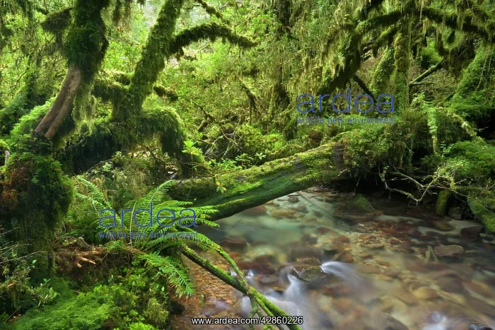 : Valdivian Temperate Rainforest - creek with moss-covered : Valdivian Temperate Rainforest - creek with moss-covered