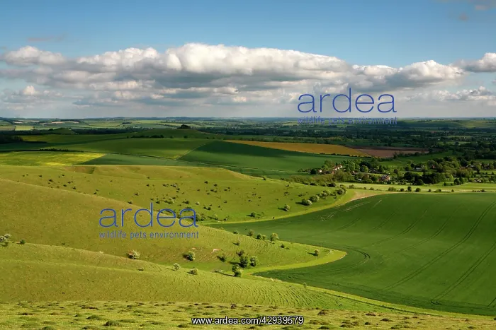 : The Vale of Pewsey seen from Walkers Hill, which : The Vale of Pewsey seen from Walkers Hill, which