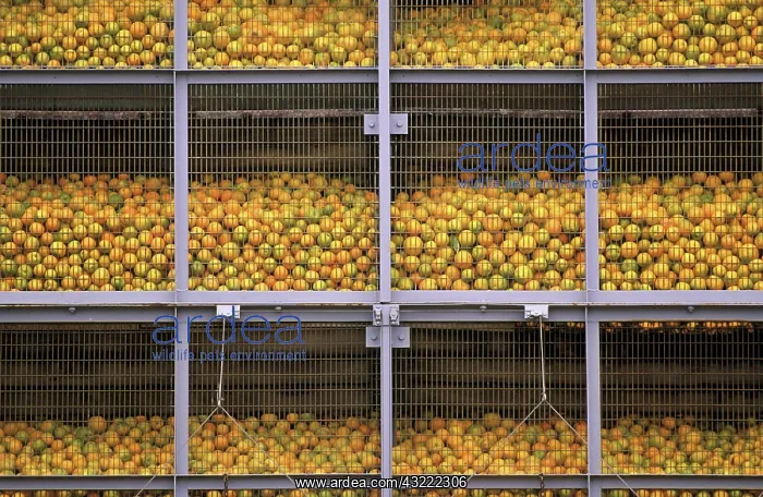: Valencia oranges : Valencia oranges