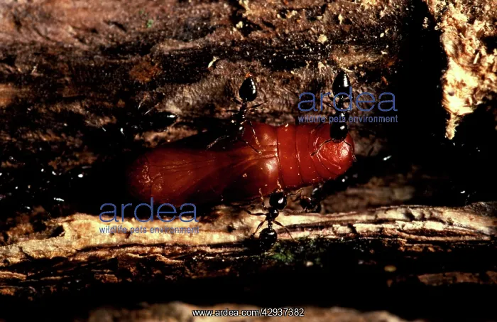 : Valentine ants - 'guardingI pupa of Mangrove ant-blue : Valentine ants - 'guardingI pupa of Mangrove ant-blue