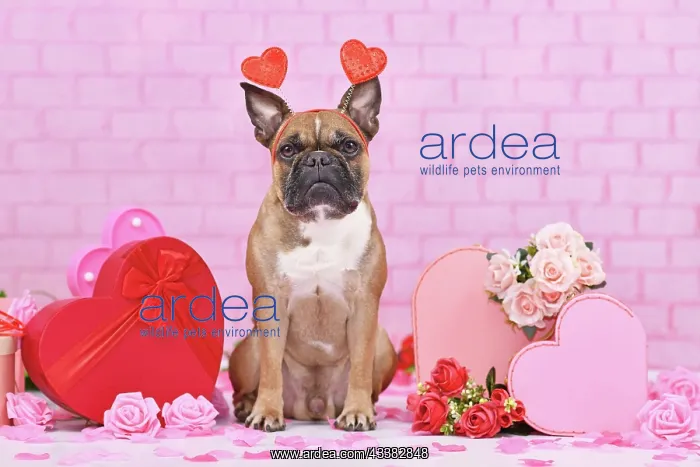 : Valentine's day dog. French Bulldog with heart headbands : Valentine's day dog. French Bulldog with heart headbands