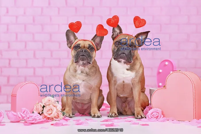 : Valentine's day dogs. Pair of French Bulldogs with : Valentine's day dogs. Pair of French Bulldogs with