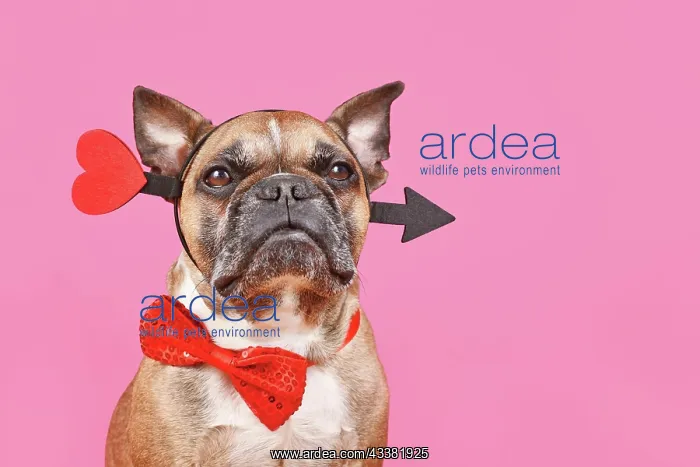 : Valentine's Day French Bulldog dog with cupid love : Valentine's Day French Bulldog dog with cupid love