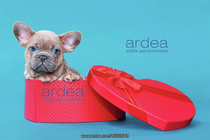 : Valentine's day puppy. French Bulldog dog in heart : Valentine's day puppy. French Bulldog dog in heart