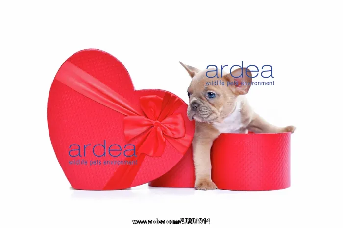 : Valentine's day puppy. French Bulldog dog peeking : Valentine's day puppy. French Bulldog dog peeking