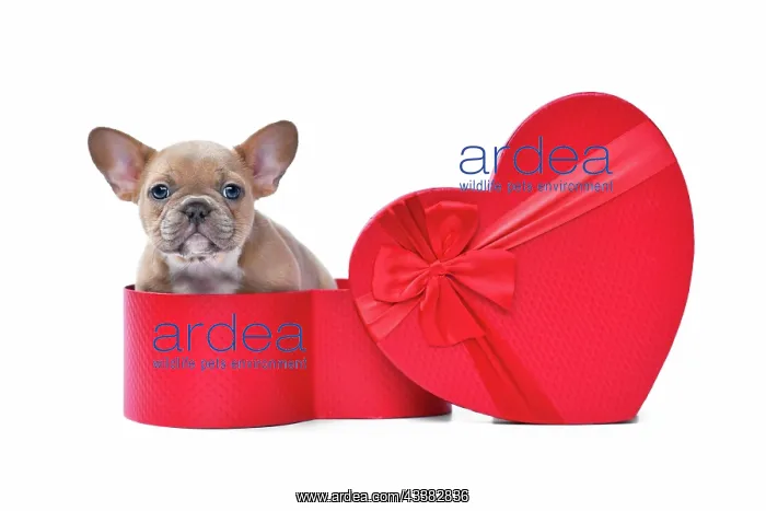 : Valentine's day puppy. Lilac red fawn French Bulldog : Valentine's day puppy. Lilac red fawn French Bulldog