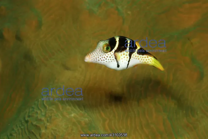 : Valentin's Sharpnose Puffer : Valentin's Sharpnose Puffer