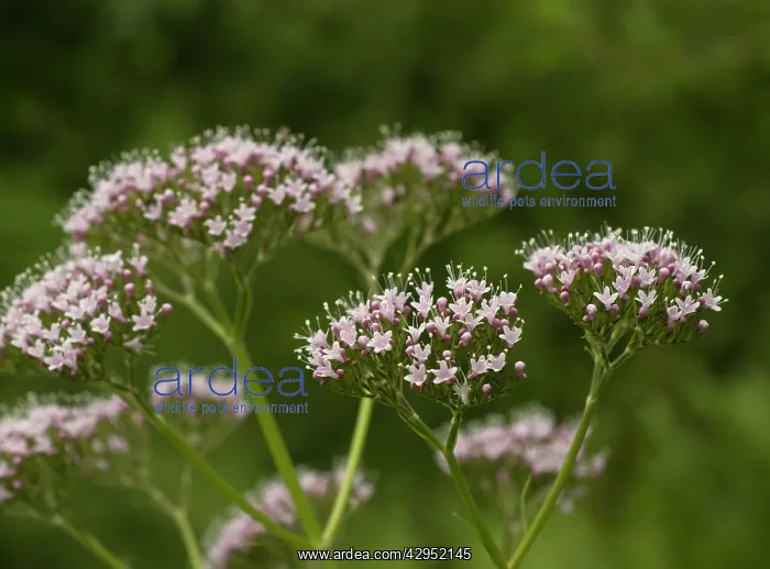 : Valerian, Common valerian, Valerian officinalis : Valerian, Common valerian, Valerian officinalis
