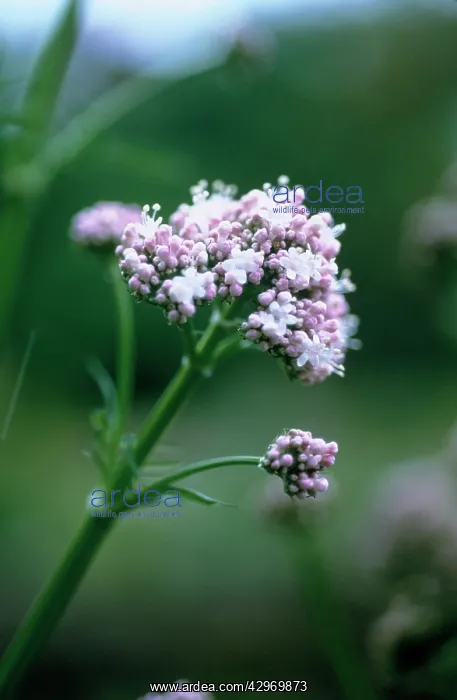 : Valerian, Common valerian, Valerian officinalis : Valerian, Common valerian, Valerian officinalis