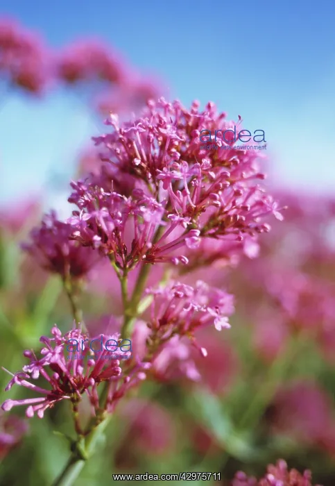 : Valerian, Red valerian, Centranthus ruber : Valerian, Red valerian, Centranthus ruber