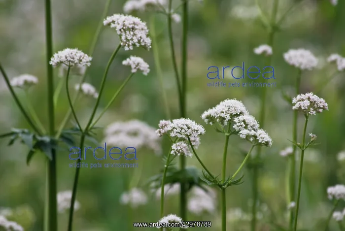 : Valerian, Common valerian, Valerian officinalis : Valerian, Common valerian, Valerian officinalis