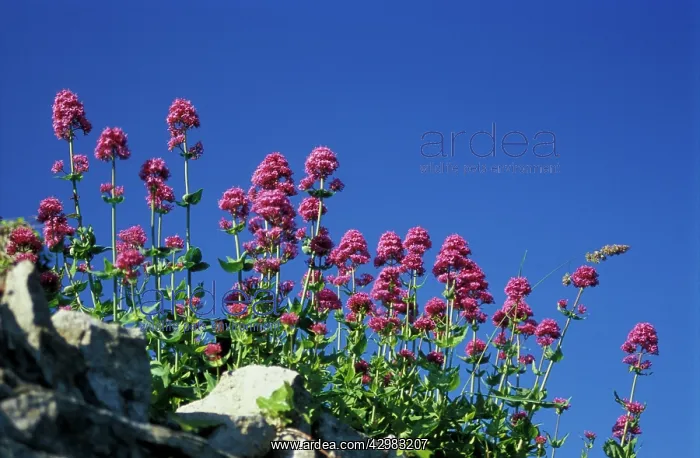 : Valerian, Common valerian, Valerian officinalis : Valerian, Common valerian, Valerian officinalis