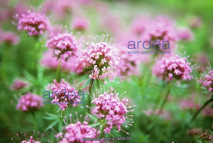  : Valerian, Common valerian, Valerian officinalis