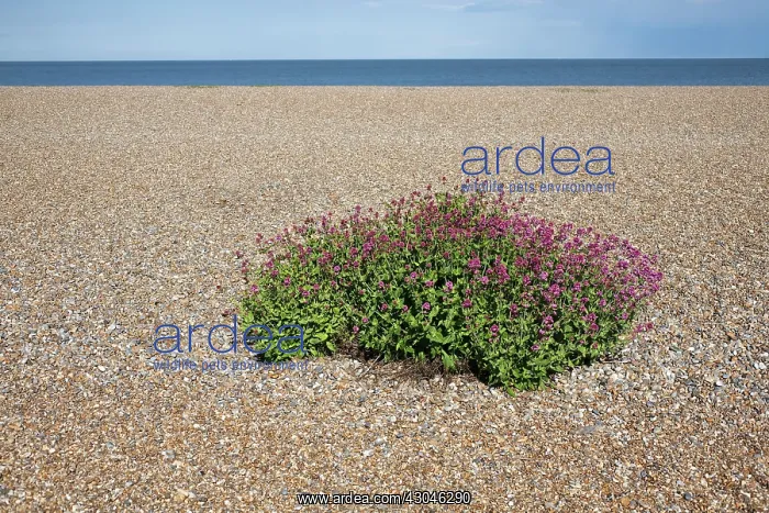 : Valerian, Red valerian, Centranthus ruber : Valerian, Red valerian, Centranthus ruber