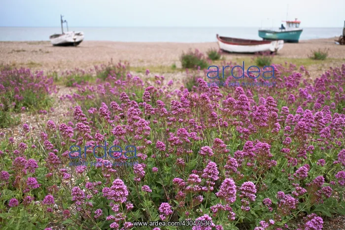 : Valerian, Common valerian, Valeriana officinalis : Valerian, Common valerian, Valeriana officinalis