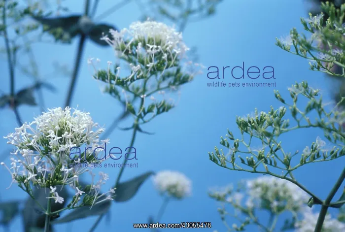 : Valerian, Common valerian, Valerian officinalis : Valerian, Common valerian, Valerian officinalis