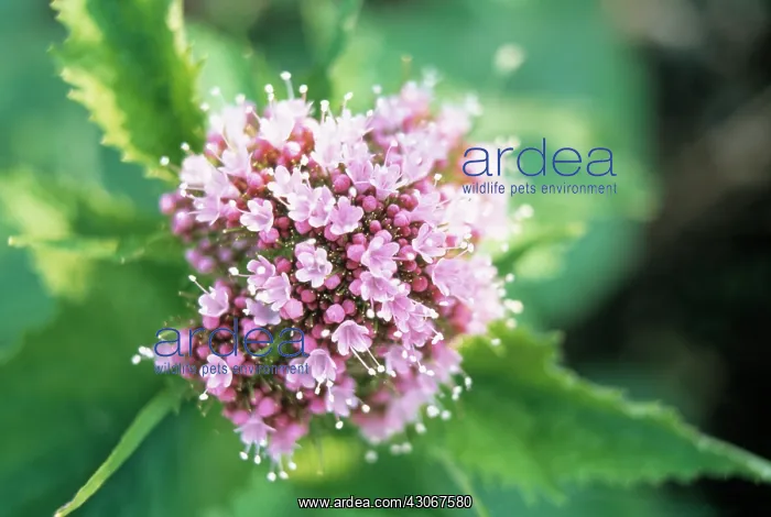 : Valerian, Common valerian, Valerian officinalis : Valerian, Common valerian, Valerian officinalis