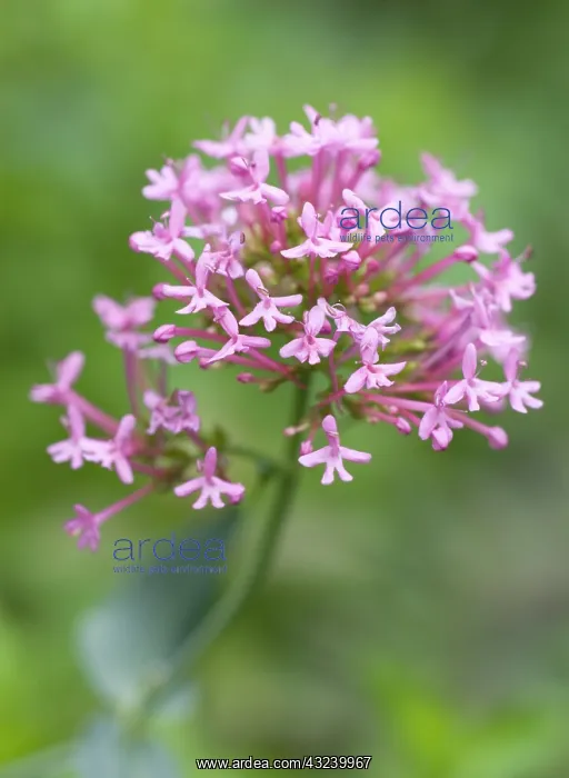 : Valerian, Red valerian, Centranthus ruber : Valerian, Red valerian, Centranthus ruber
