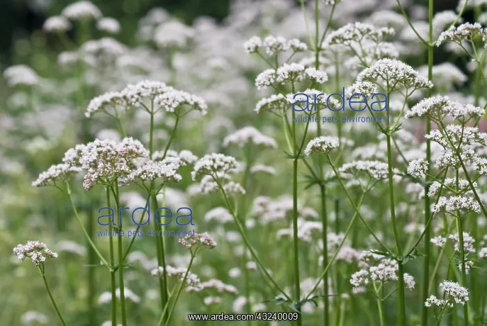 : Valerian, Common valerian, Valerian officinalis : Valerian, Common valerian, Valerian officinalis