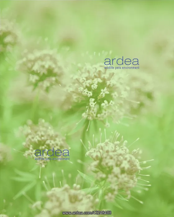 : Valerian, Common valerian, Valerian officinalis : Valerian, Common valerian, Valerian officinalis