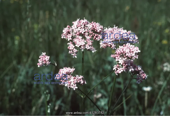 : VALERIAN : VALERIAN