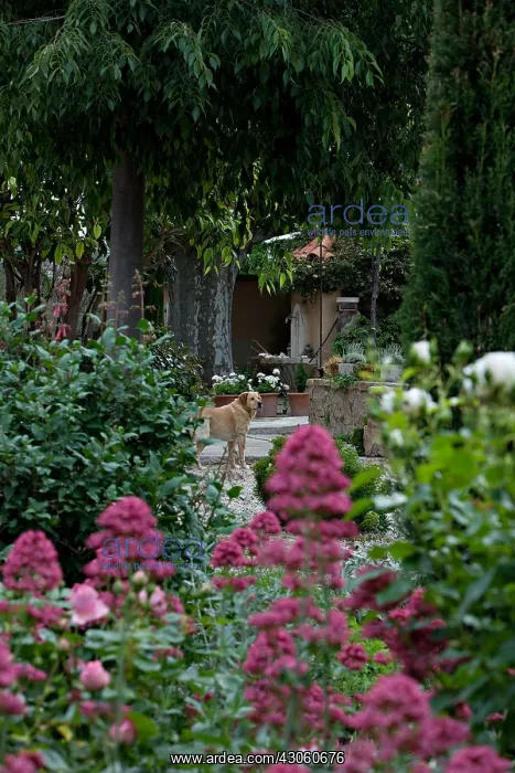 : Valerian in bloom in a garden : Valerian in bloom in a garden